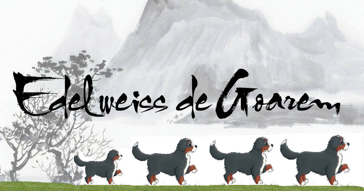 Educateur Canin Educateur Canin